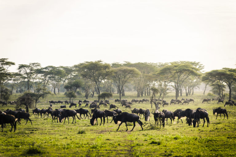 Tanzania, Serengeti National Park, Sanctuary Kichakani Serengeti Camp
