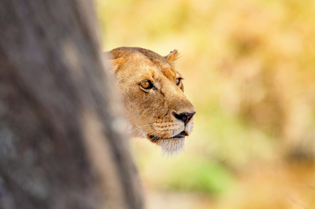 Close-Up of Lioness Behind Tree in Tanzanian Safari