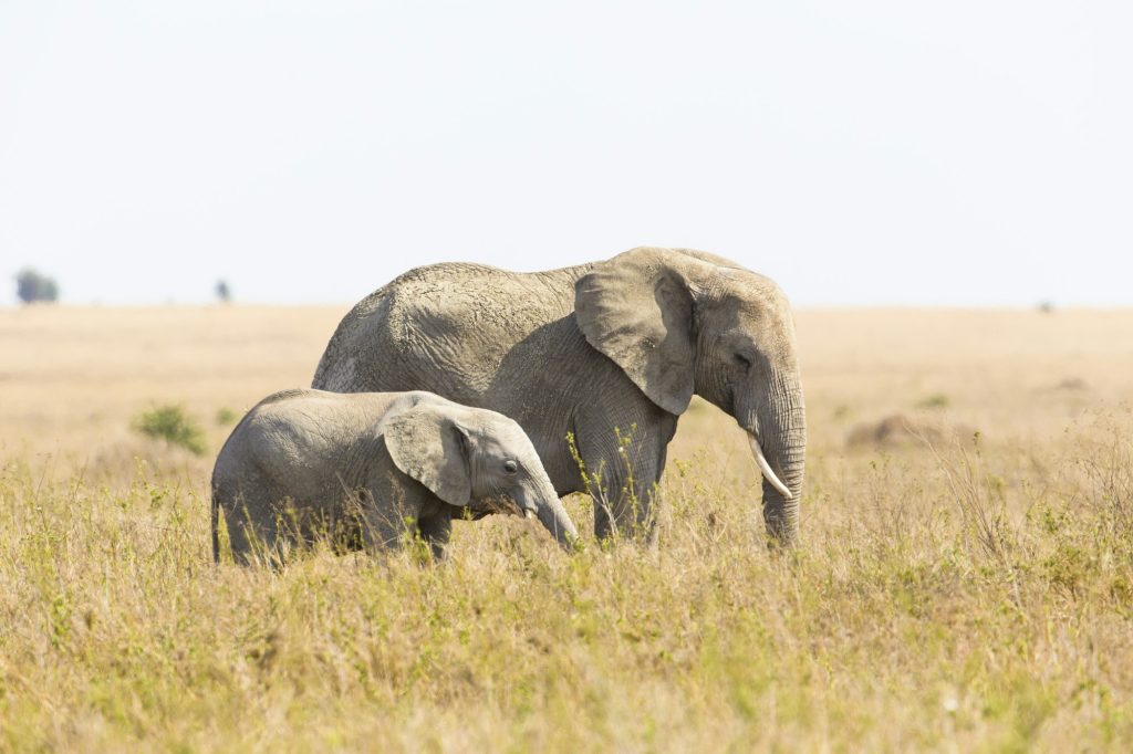 Tarangire National Park