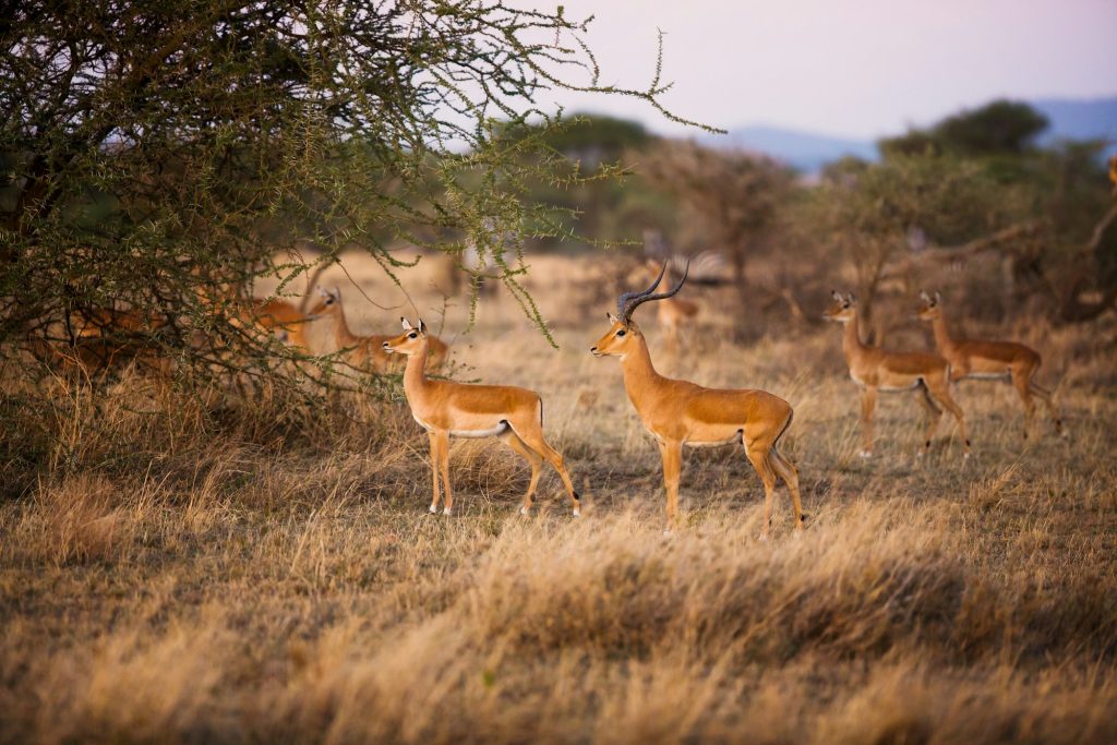 Serengeti Classic Safari