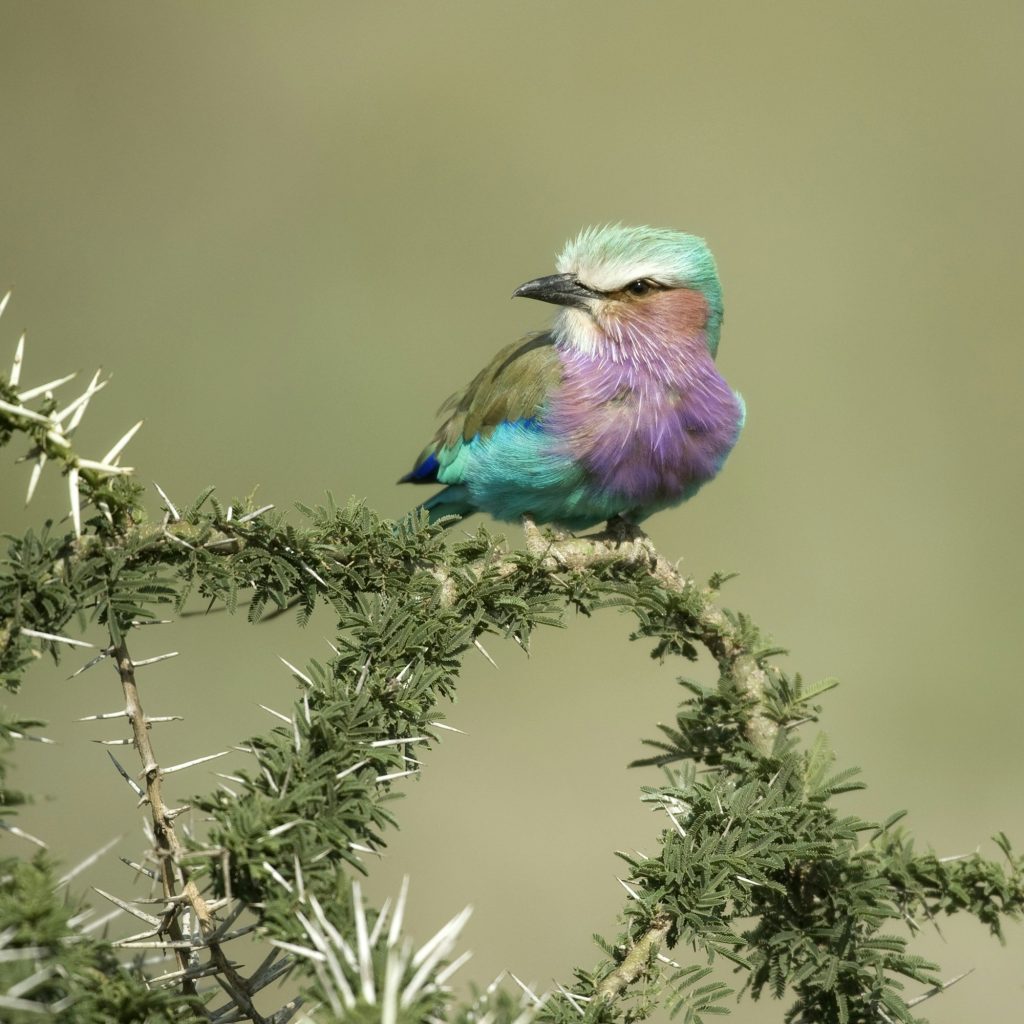 Lilac-breasted Roller in the serengeti, tanzania