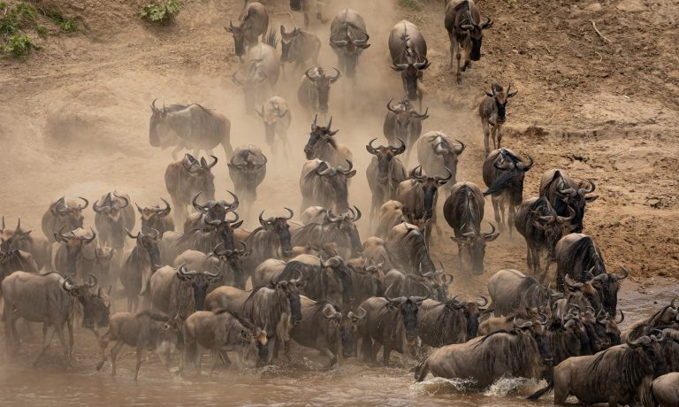 The Great Migration in Africa