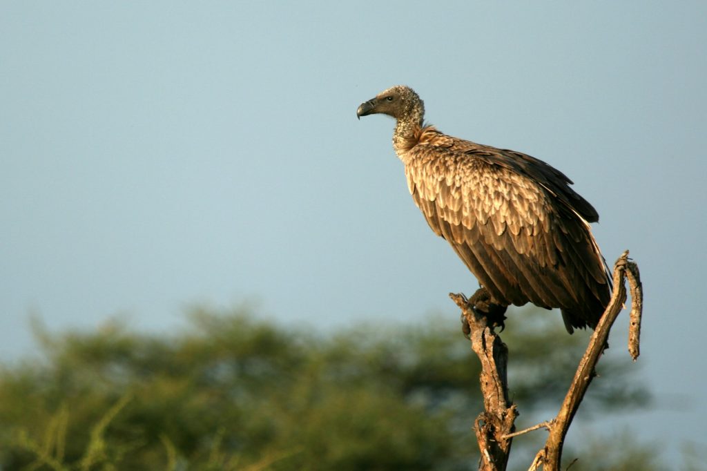 Vulture - Serengeti, Tanzania, Africa