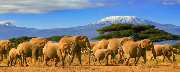 Tanzania Safari Destinations