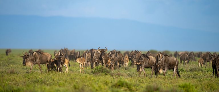 Serengeti Migration Safari