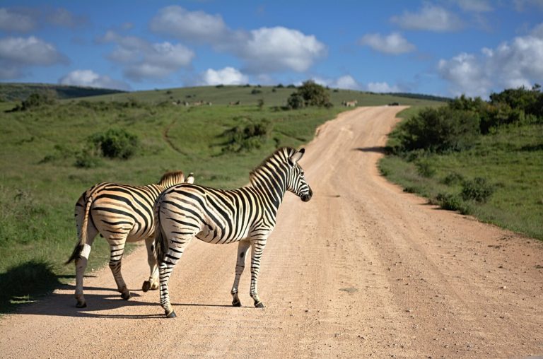 Tanzania wildlife safari