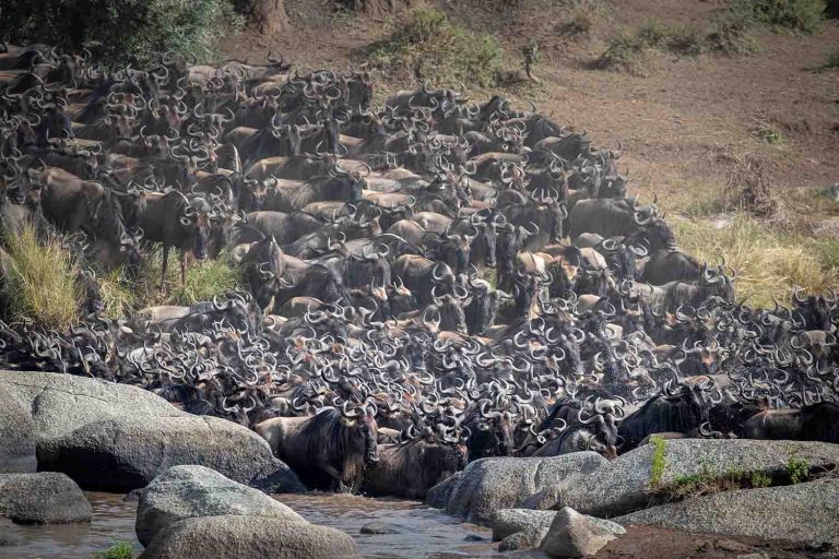 Great Migration Safari