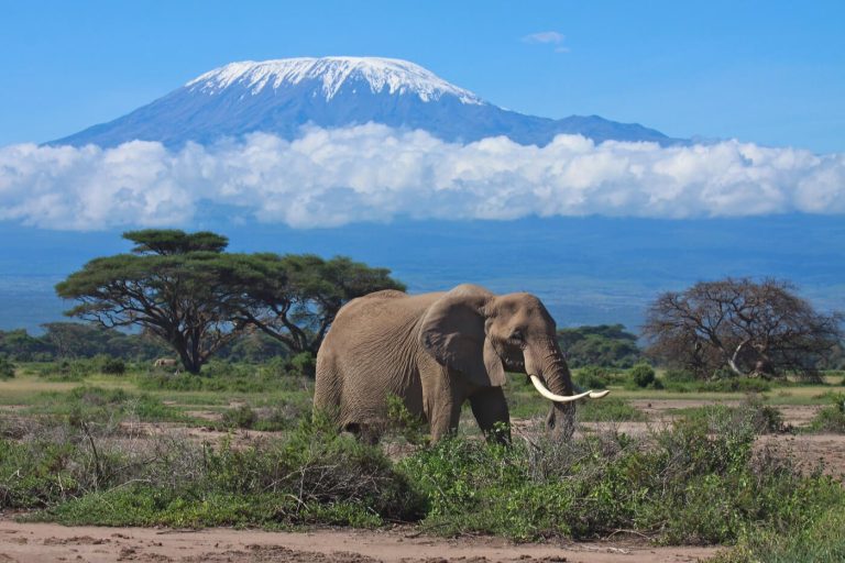 Beginner's Guide to Climbing Mount Kilimanjaro