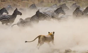 a lion chasing zebras in a field