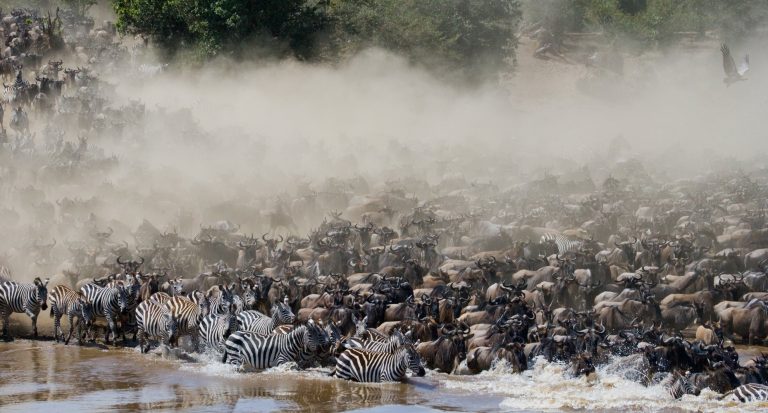 Great Migration Safari Tips