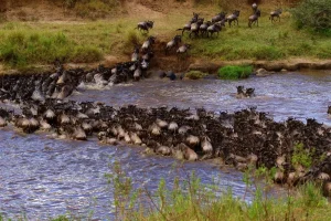 Great Migration Serengeti