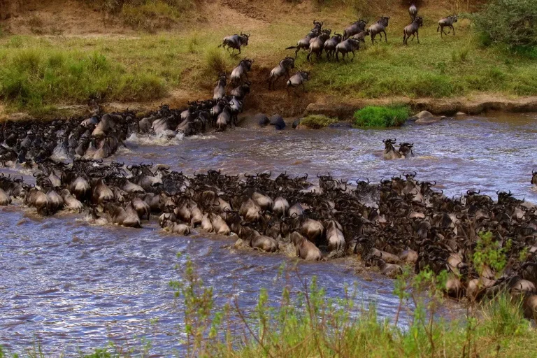 Great Migration Serengeti