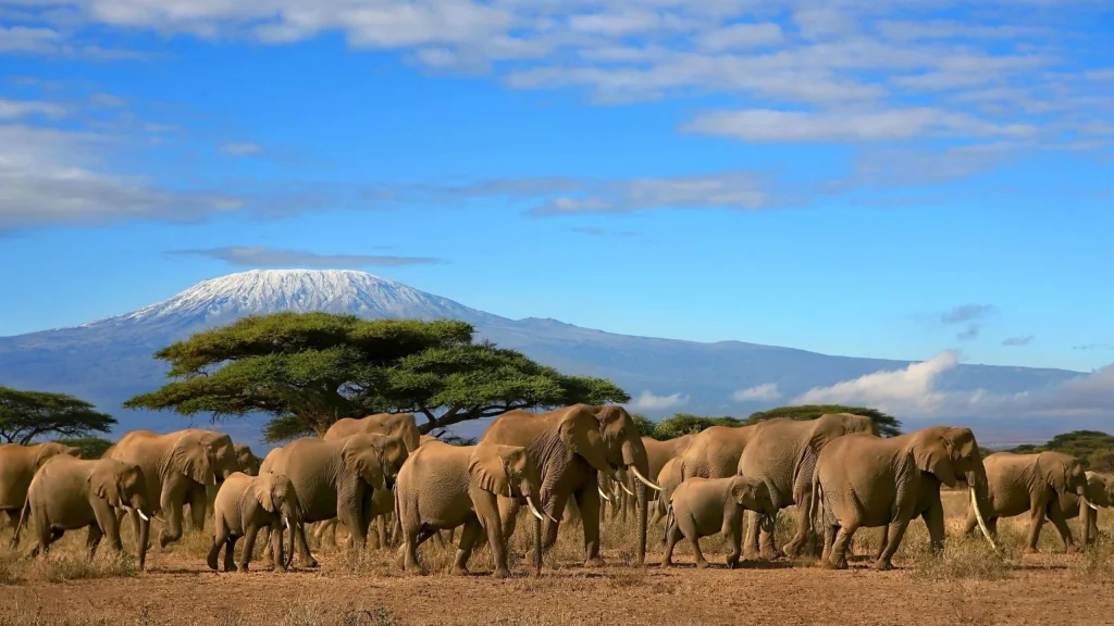 Kilimanjaro and Safari Combo