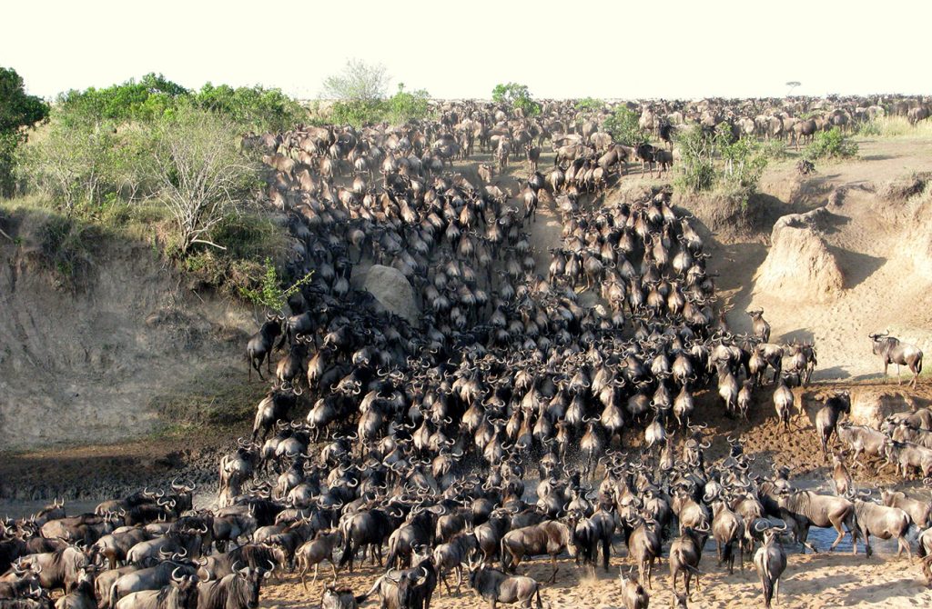Mara River migration