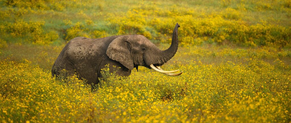 private Serengeti safari