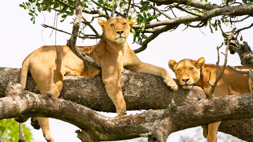 personalized Tanzania safari