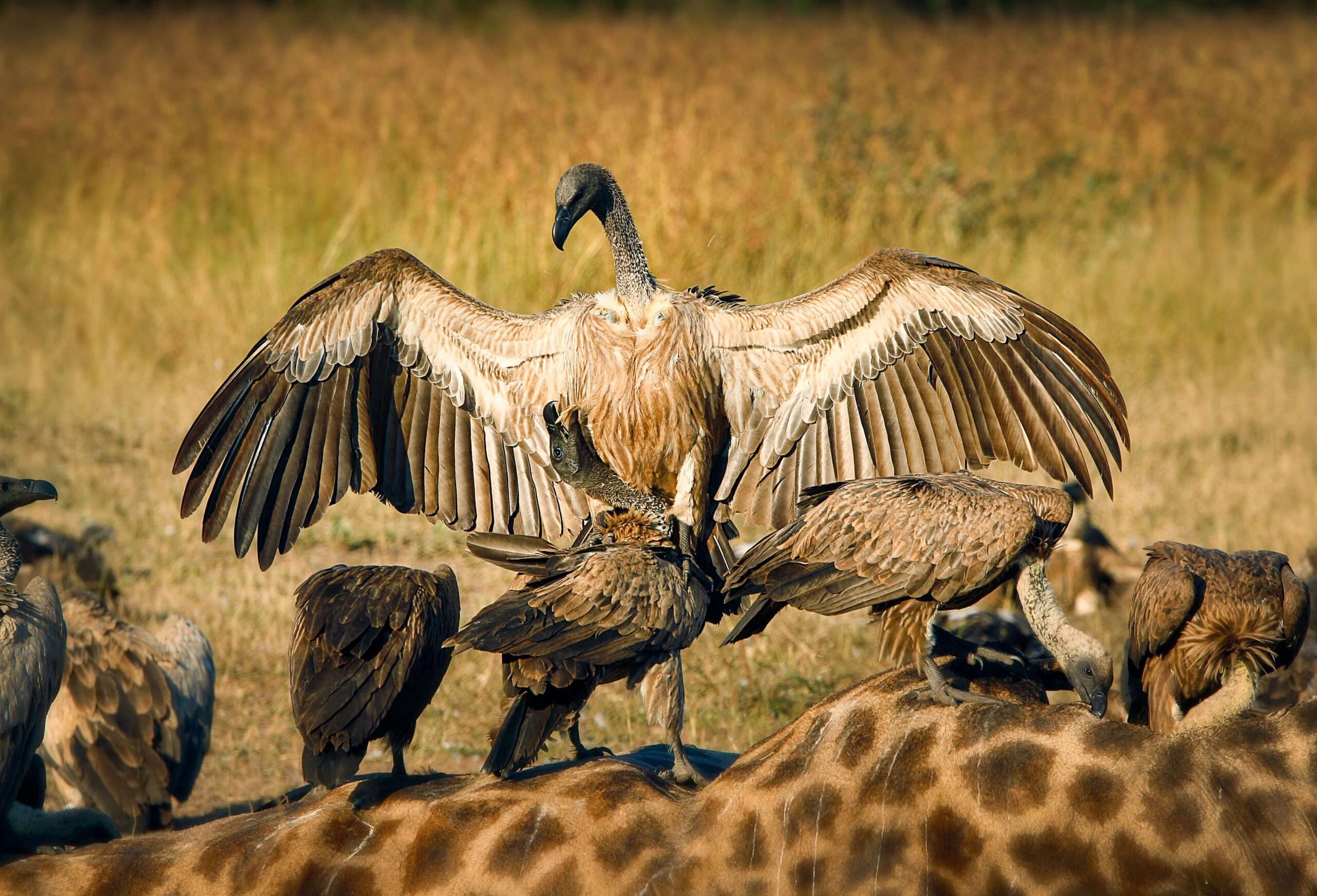 a-white-backed-vulture-gyps-africanus-opens-up-i-2023-11-27-05-01-35-utc