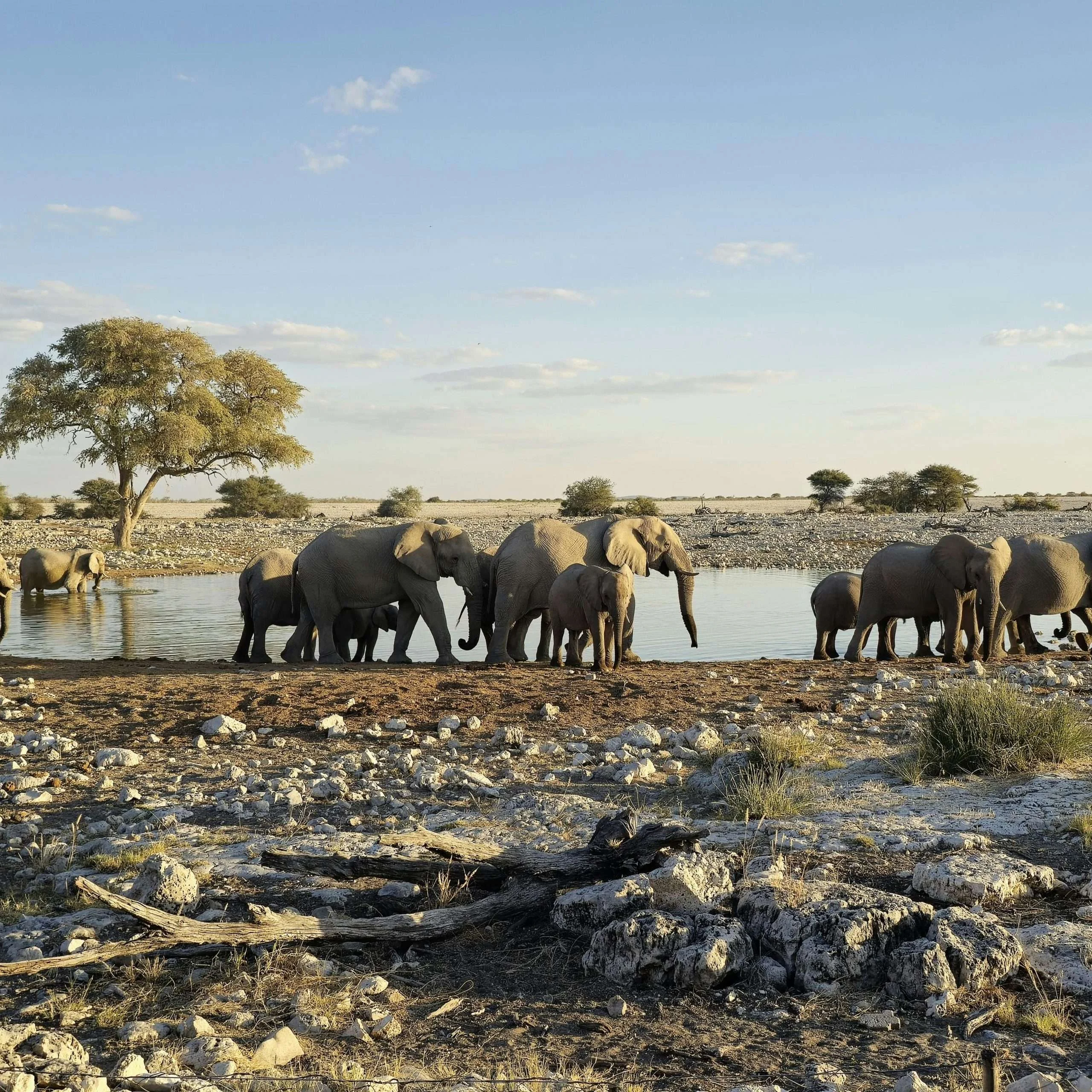 Kenya safari elephants at a waterhole