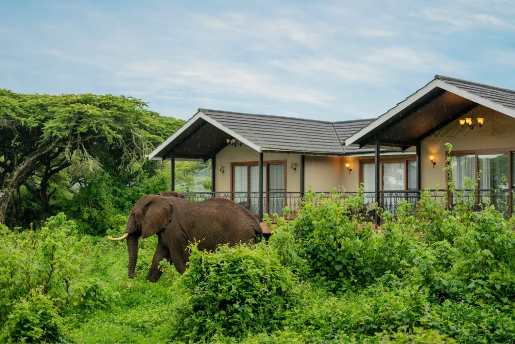 ngorongoro lion’s paw accommodation photo 5