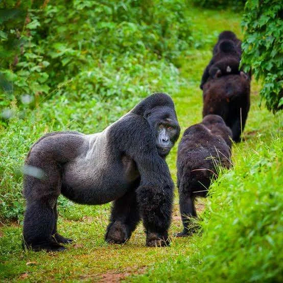 Gorilla family in Rwanda