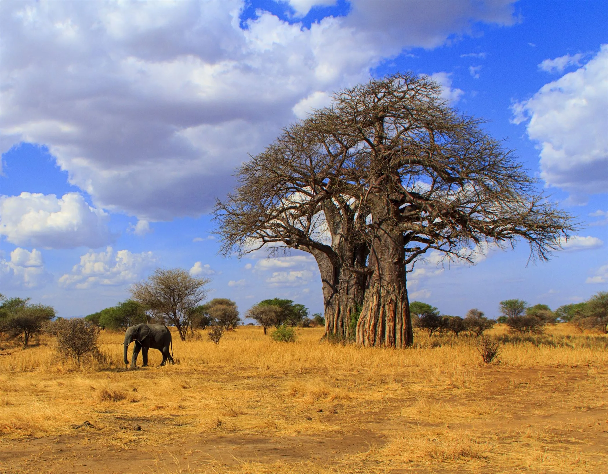 Elephant walking beside a baobab tree in Tarangire National Park