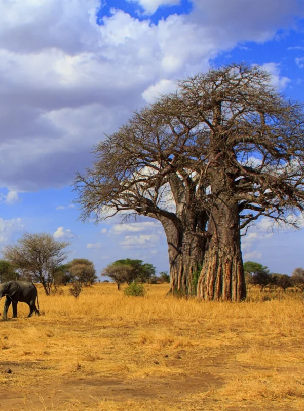 SAF-01 Tanzania adventure view