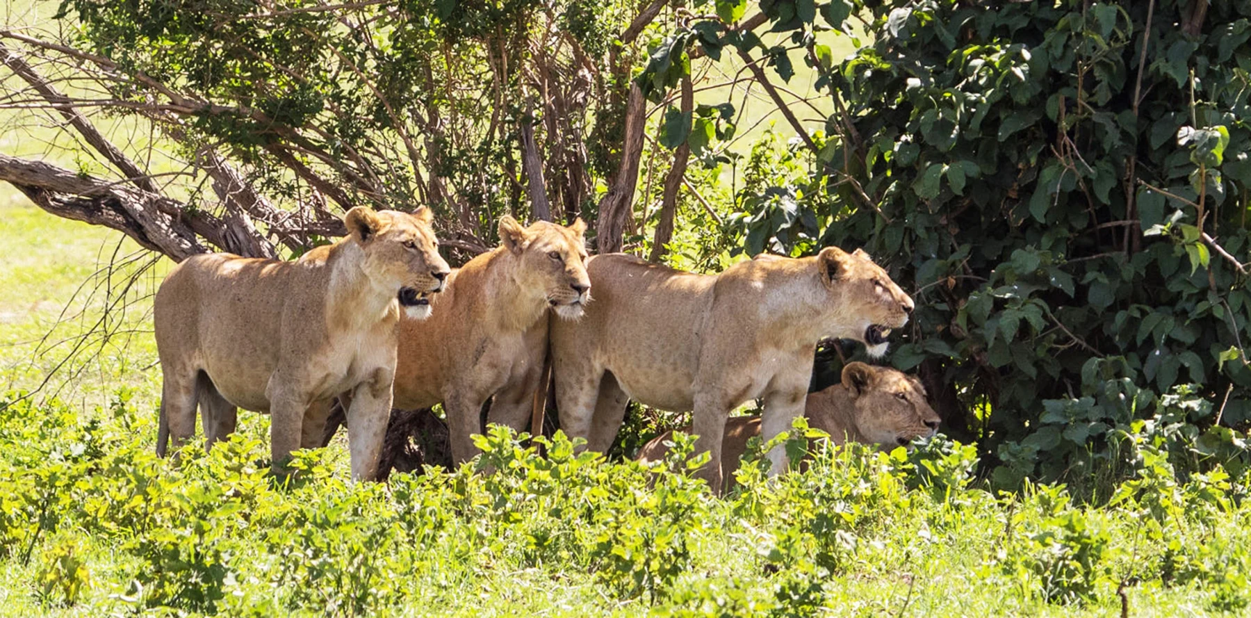 SAF-01 Tanzania adventure view