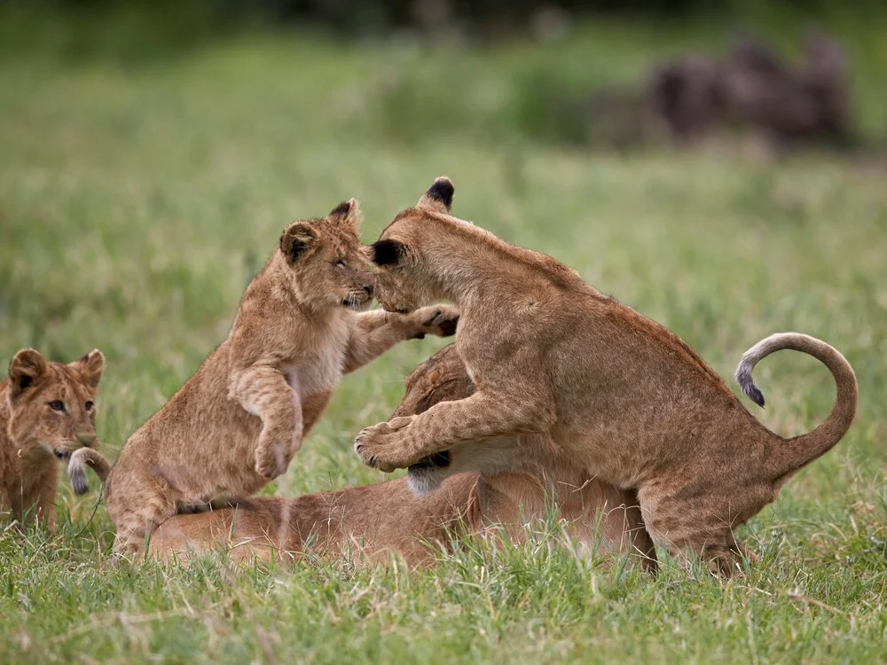 SAF-03 Tanzania adventure view