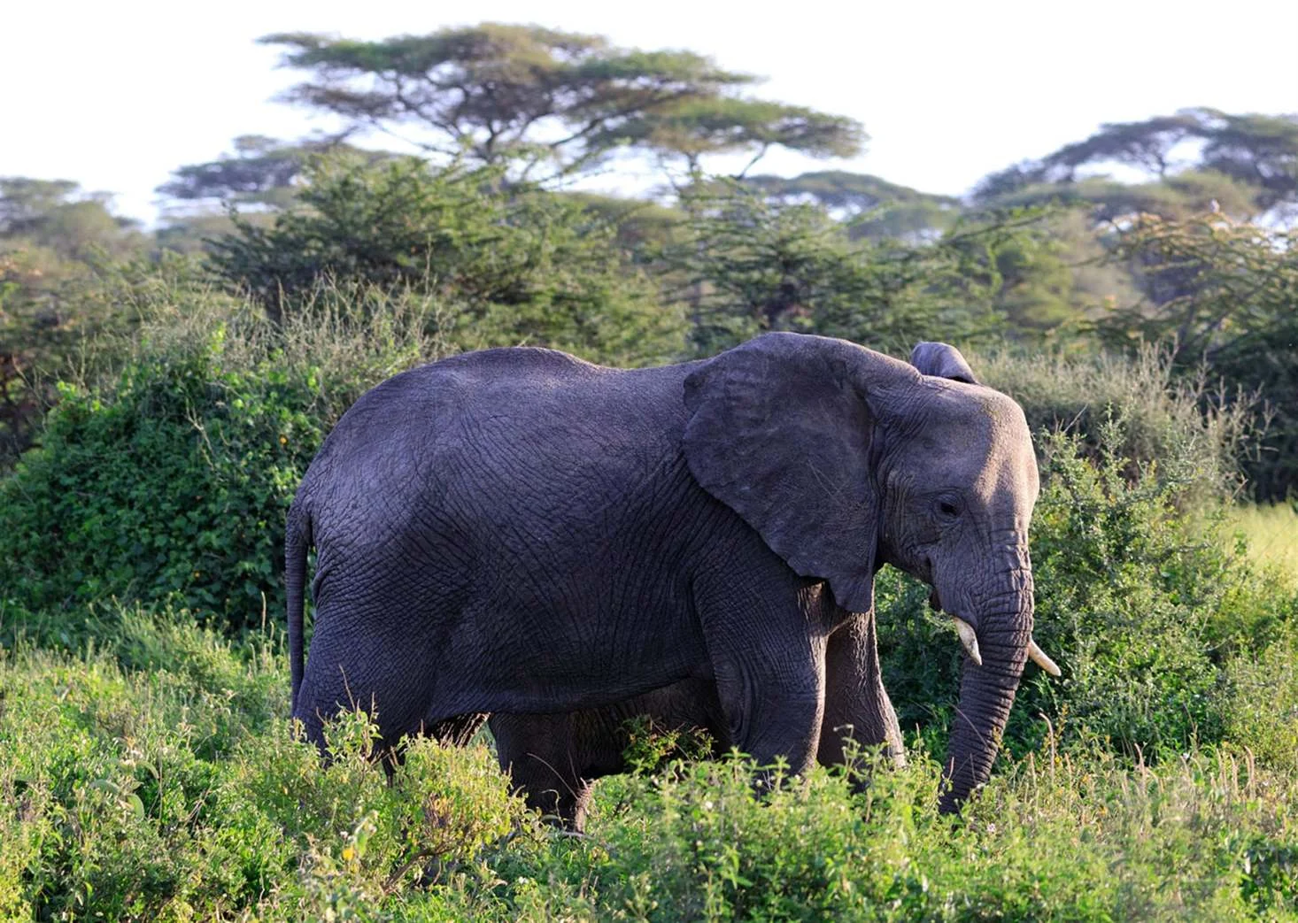 SAF-21 Tanzania adventure view